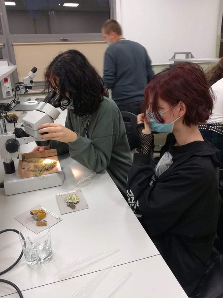 uczniowie obserwują porosty przy pomocy mikroskopu